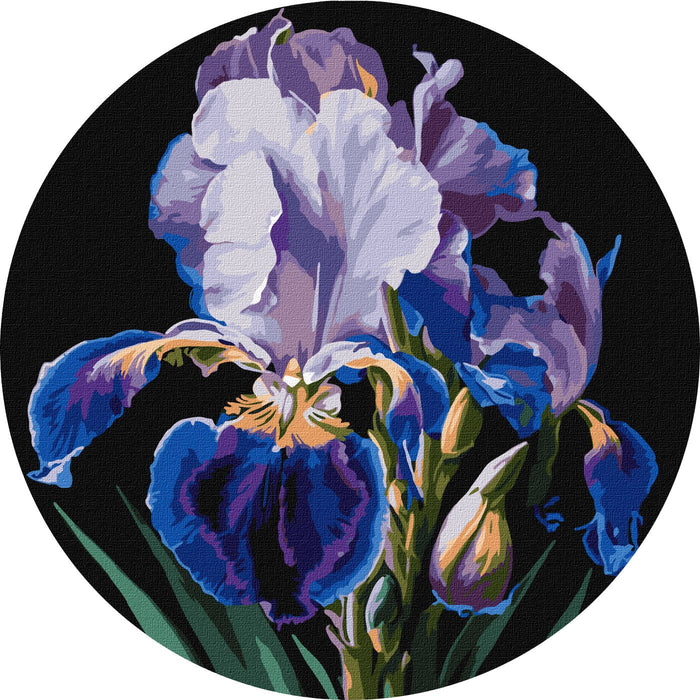 Painting by Numbers kit Delicate irises KHO-R1021