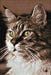 Cat at Home WD212 7.9 x 11.8 inches - Wizardi