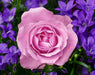 Garden Rose WD2308 18.9 x 14.9 inches - Wizardi