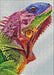 Iguana WD065 10.6 x 14.9 inches - Wizardi