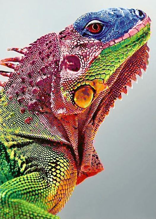 Iguana WD065 10.6 x 14.9 inches - Wizardi