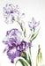 Irises B2251 - Wizardi