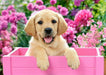 Labrador Puppy in Pink Box WD2414 - Wizardi