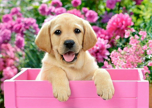 Labrador Puppy in Pink Box WD2414 - Wizardi