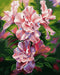 Painting by Numbers kit Crafting Spark Azalea. Zhanna Kogai S065 19.69 x 15.75 in - Wizardi