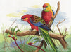 Parrots 509 Counted Cross Stitch Kit - Wizardi