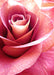 Pink Rose WD019 10.6 x 14.9 inches - Wizardi