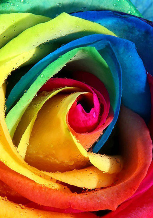 Rainbow Rose WD023 7.9 x 11.8 inches - Wizardi