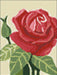 Rose WD305 5.9 x 7.9 inches - Wizardi