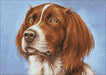Setter WD181 14.9 x 10.6 inches - Wizardi