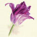 Tulips. Lilac Velvet 2-44 Cross-stitch kit - Wizardi
